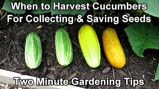 How to Collect Cucumber Seeds