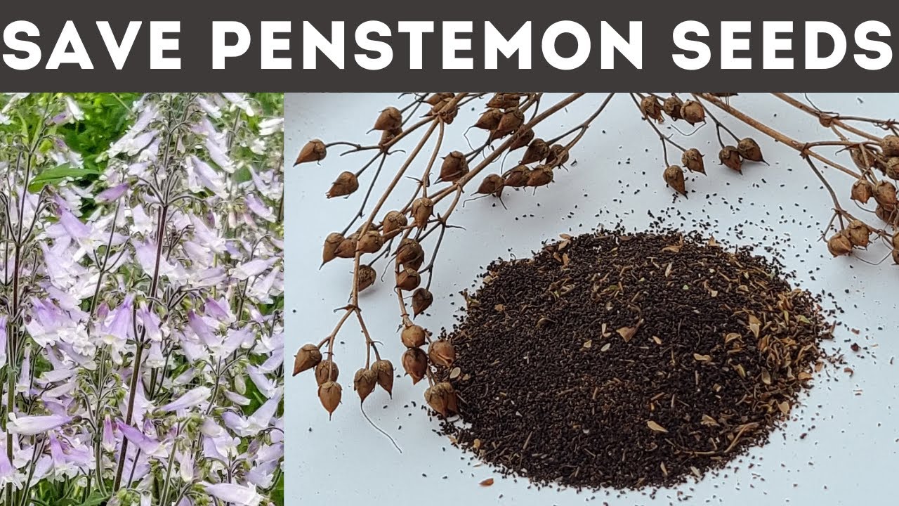 How to Collect Penstemon Seeds