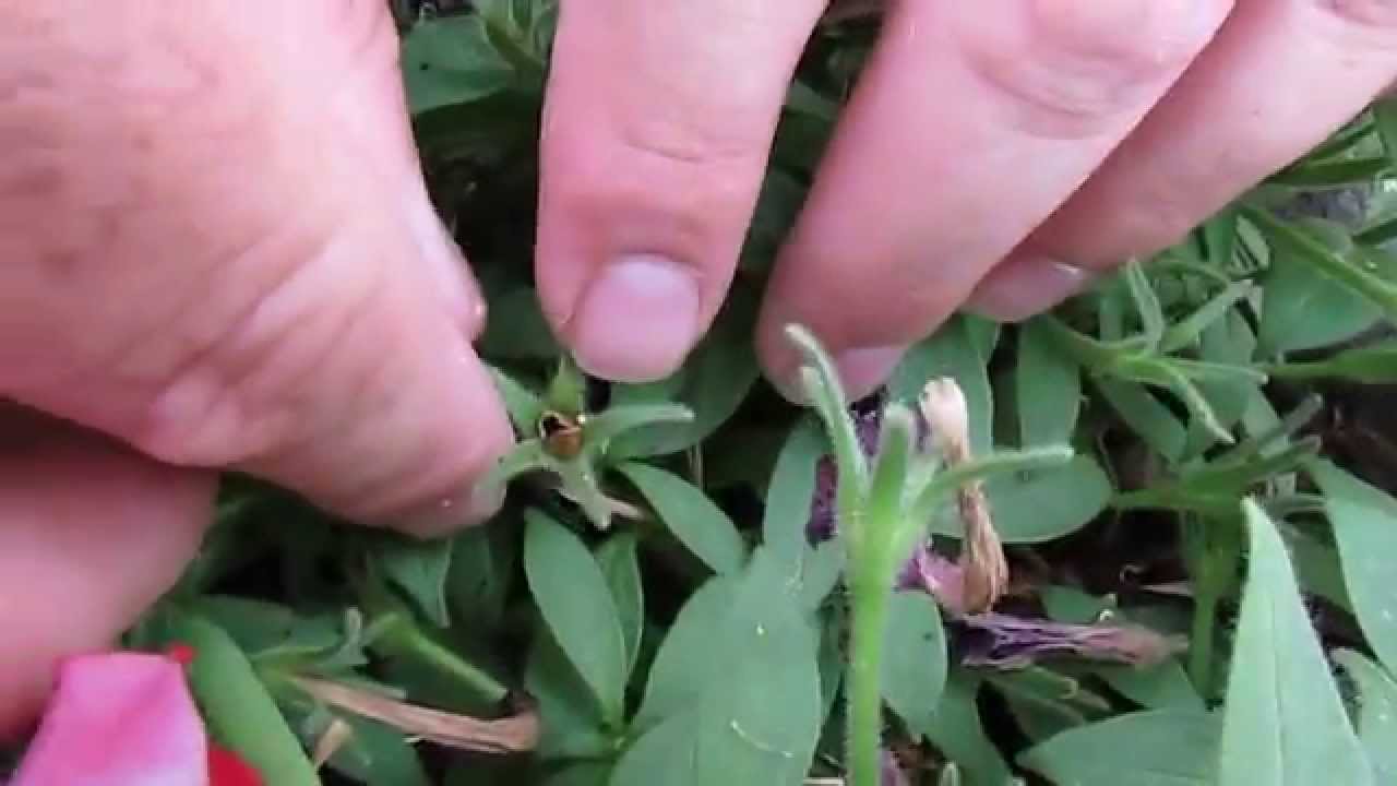 How to Collect Seeds from Petunias