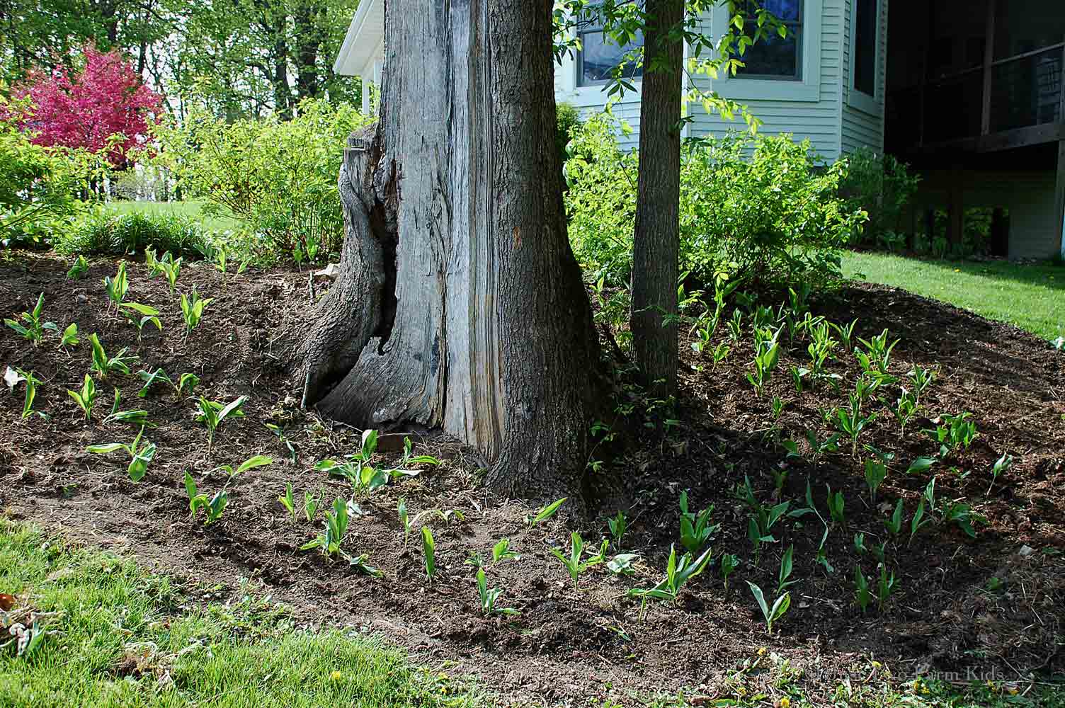 How to Contain Lily of the Valley