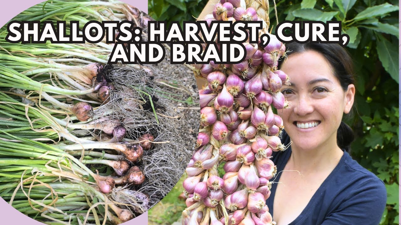 How to Cure Shallots After Harvest