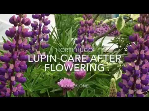 How to Cut Back Lupins After Flowering