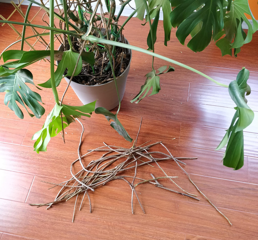 How to Cut Monstera Roots