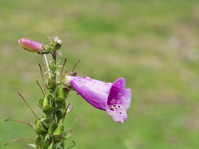 How to Deadhead Foxglove