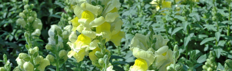 How to Deadhead Snapdragons in Pots