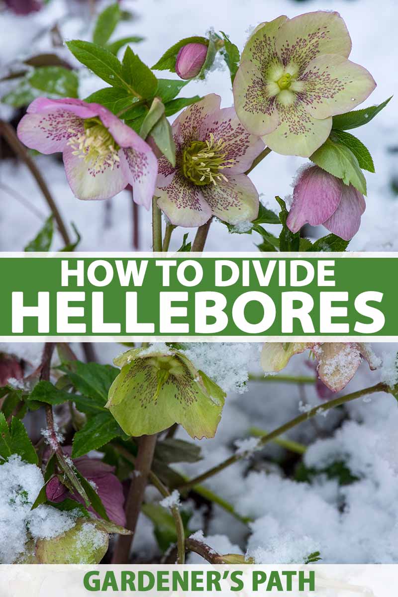 How to Divide And Transplant Hellebores