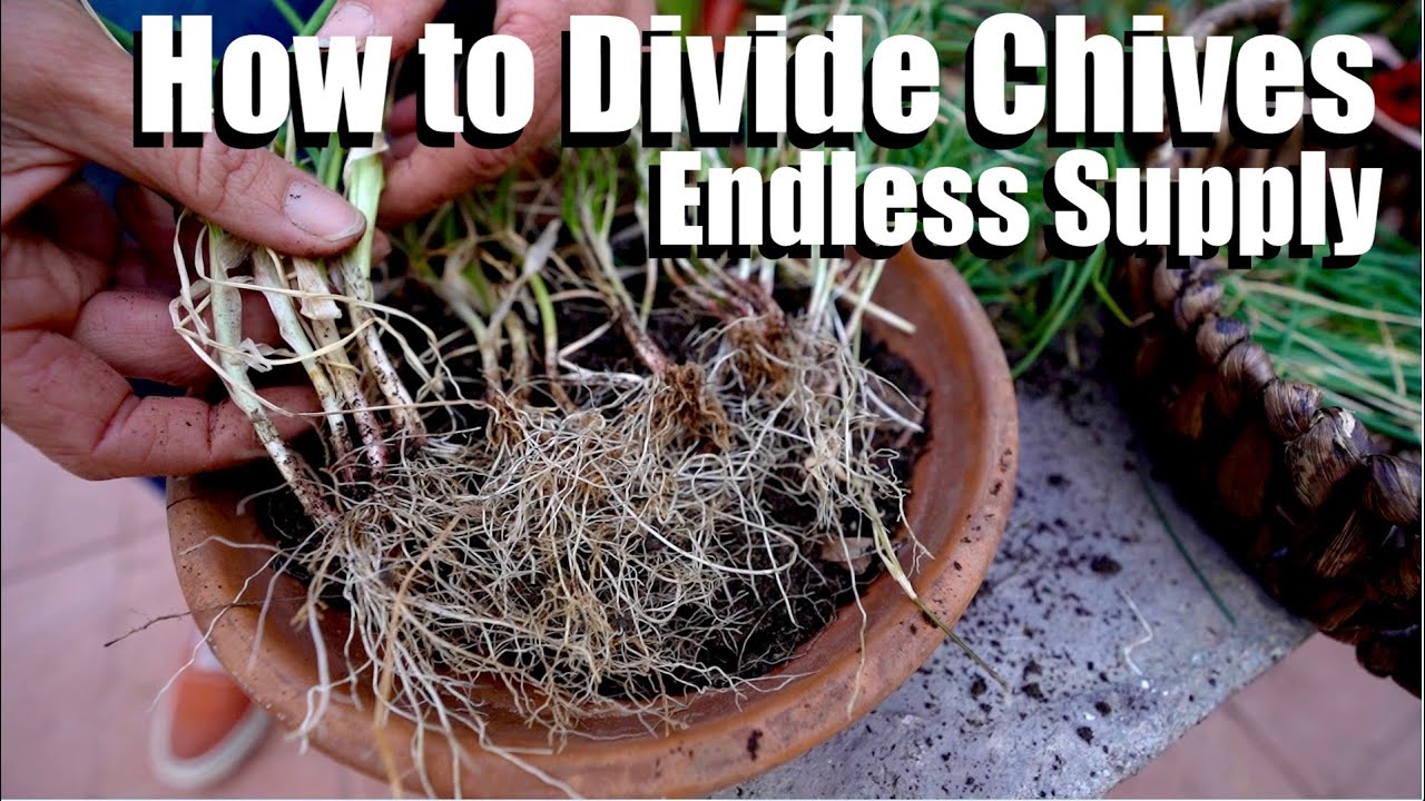 How to Divide Chives