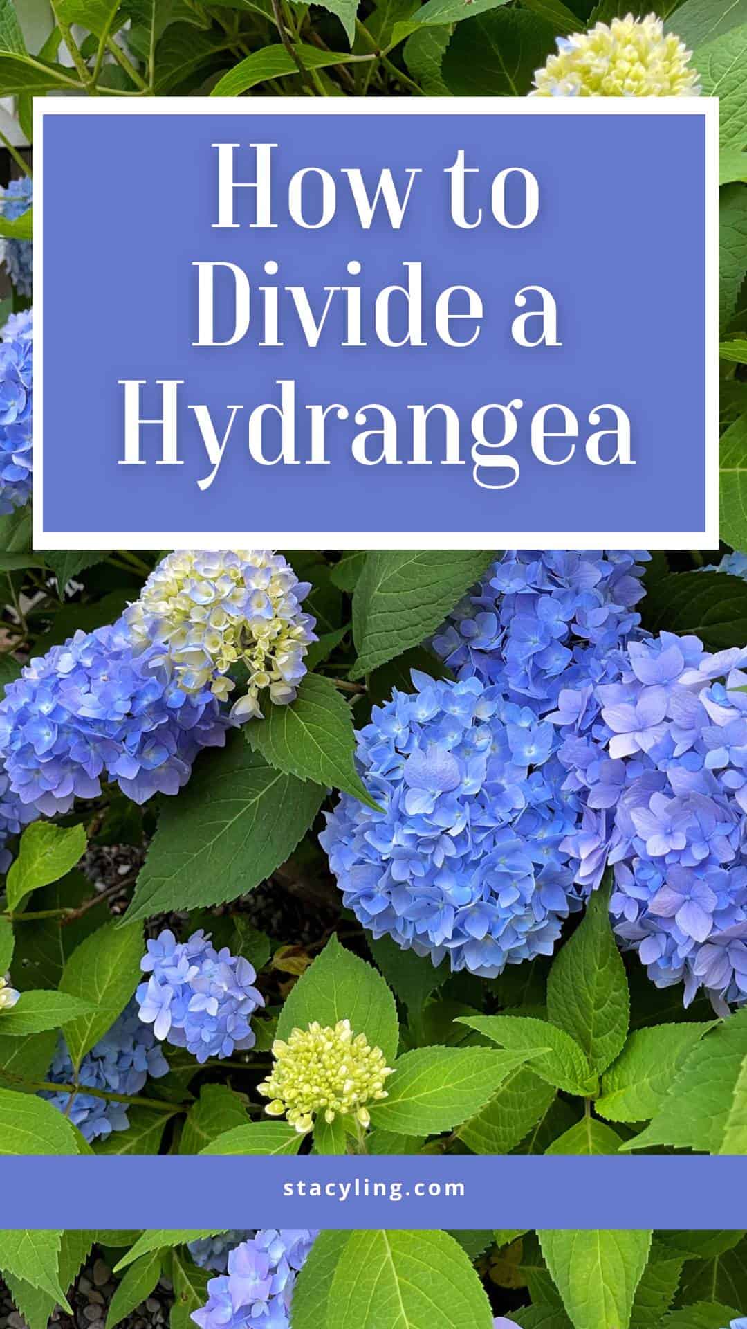 How to Divide Hydrangeas