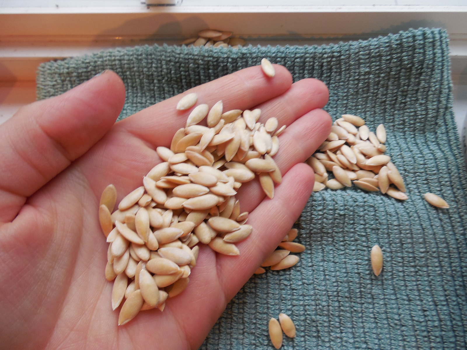 How to Dry Cantaloupe Seeds