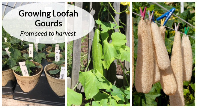 How to Dry Luffa Gourds off the Vine