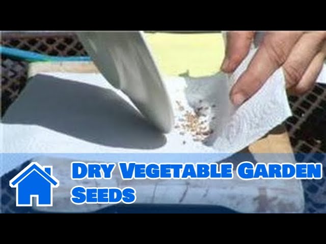 How to Dry Vegetable Seeds