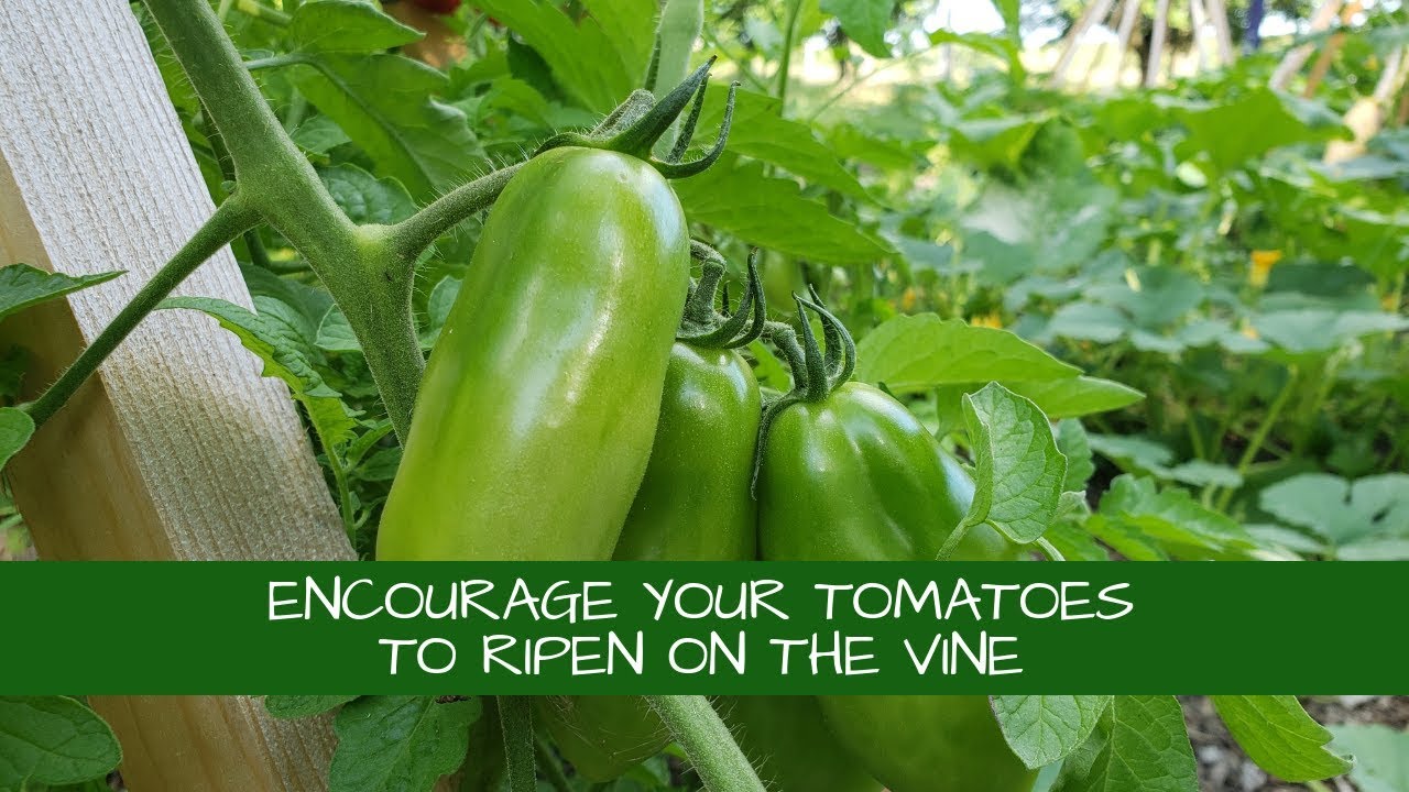 How to Encourage Peppers to Ripen on the Vine