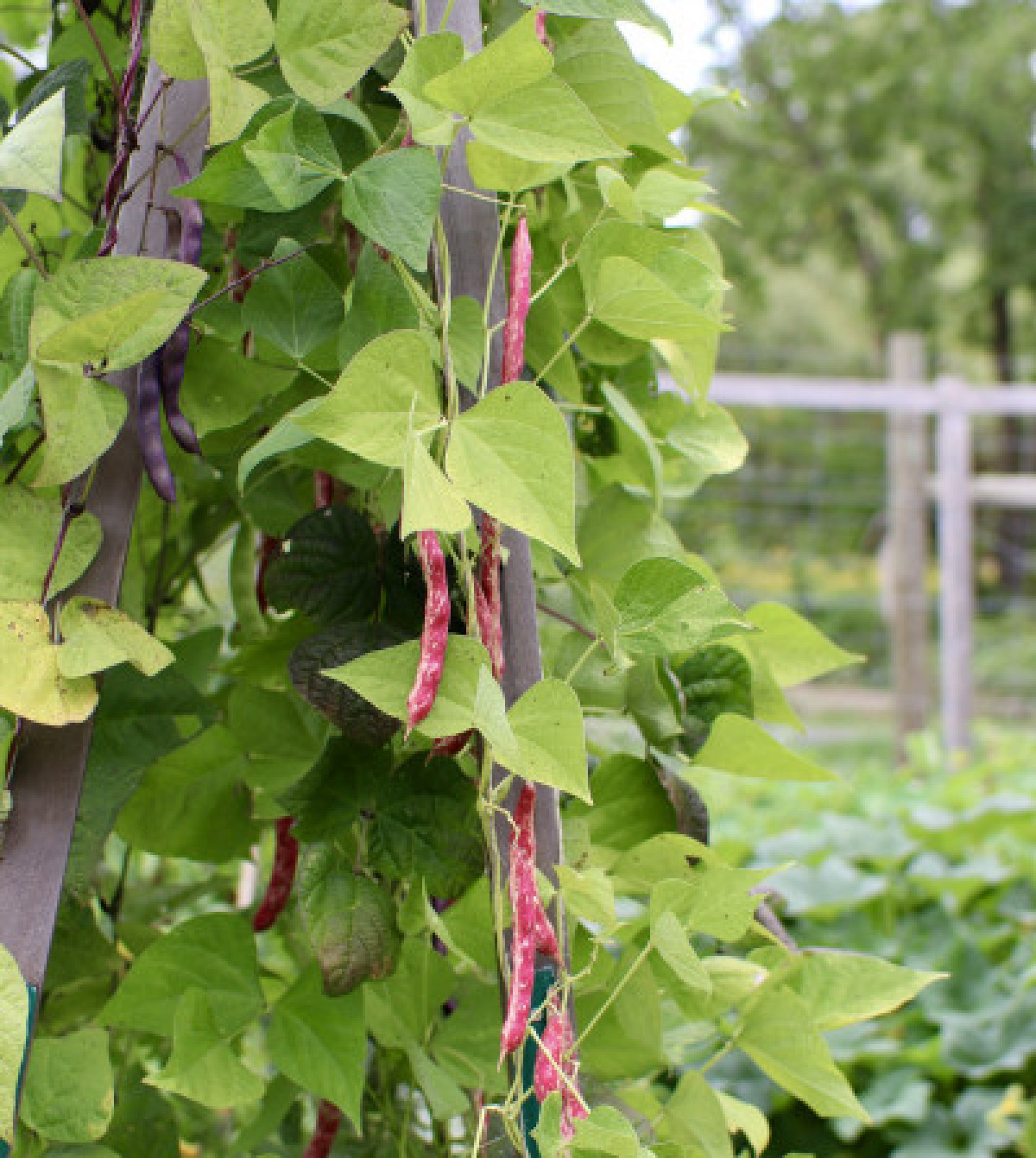 How to Encourage Pole Beans to Flower