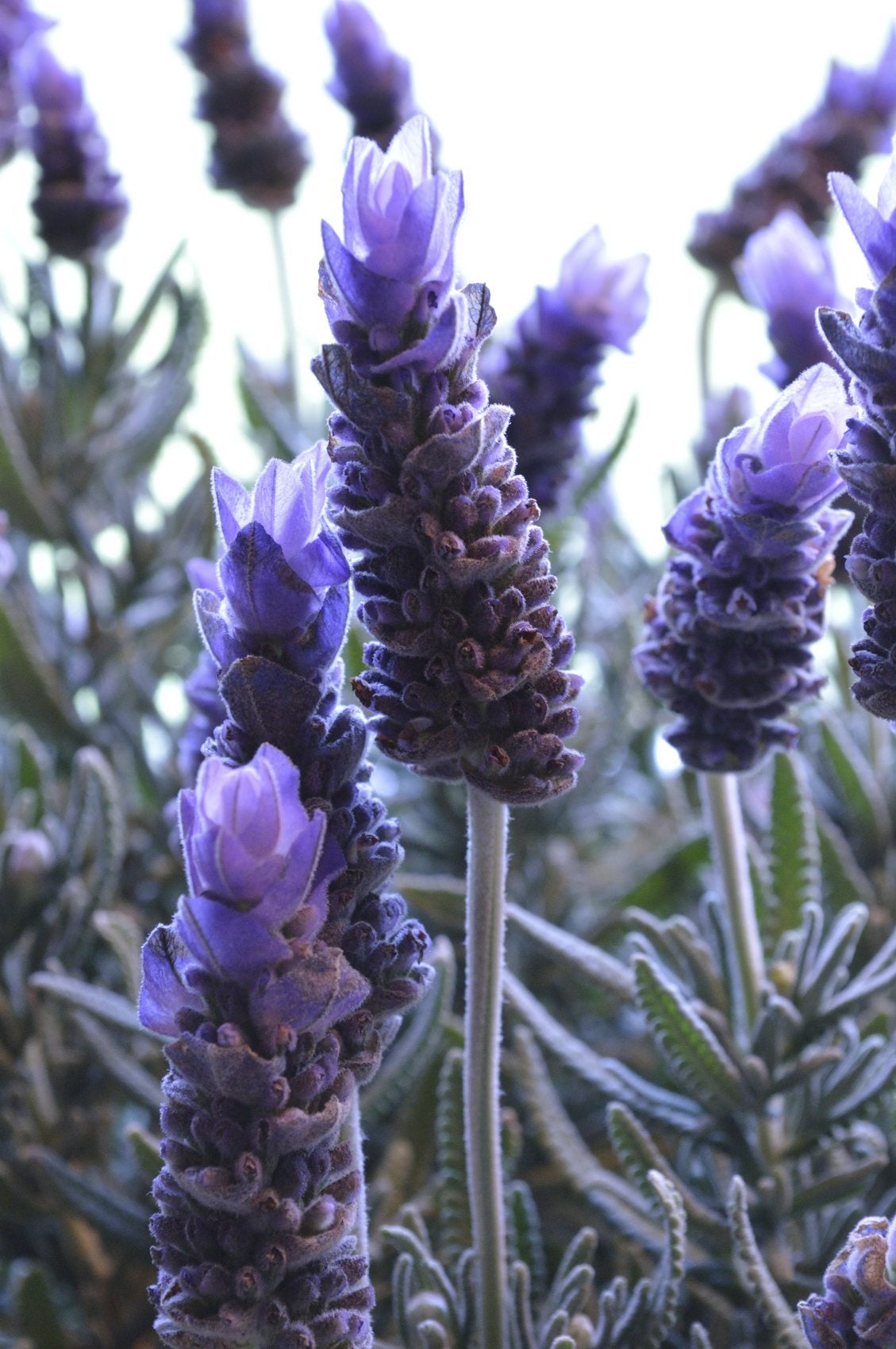 How to Feed Lavender