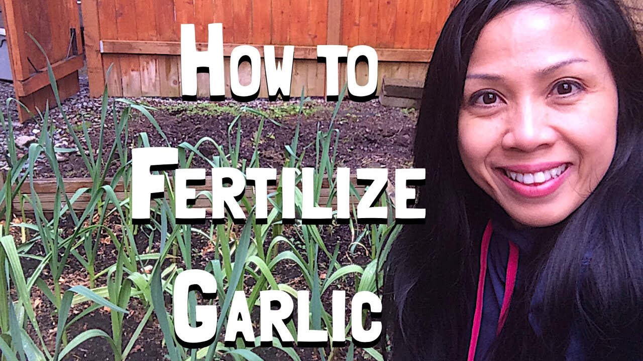 How to Fertilize Garlic