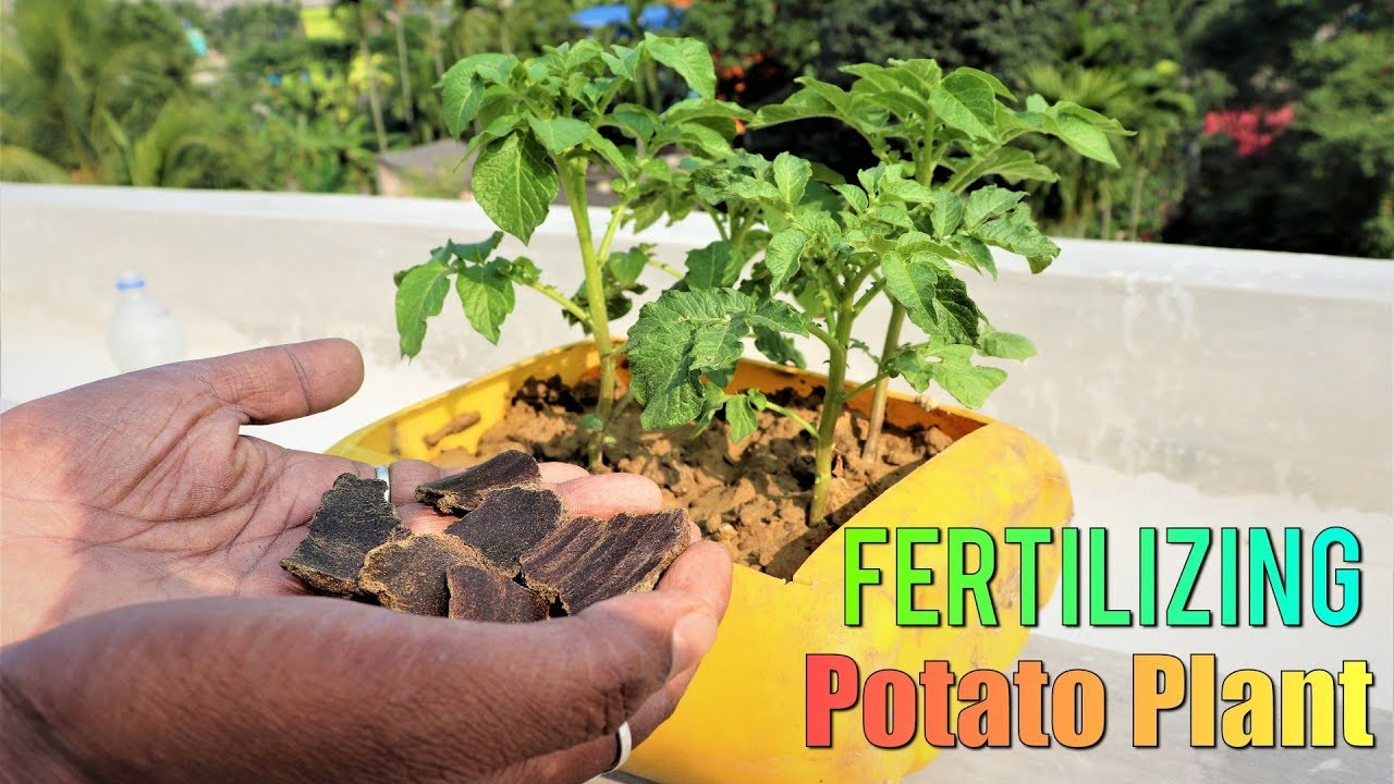 How to Fertilize Potatoes