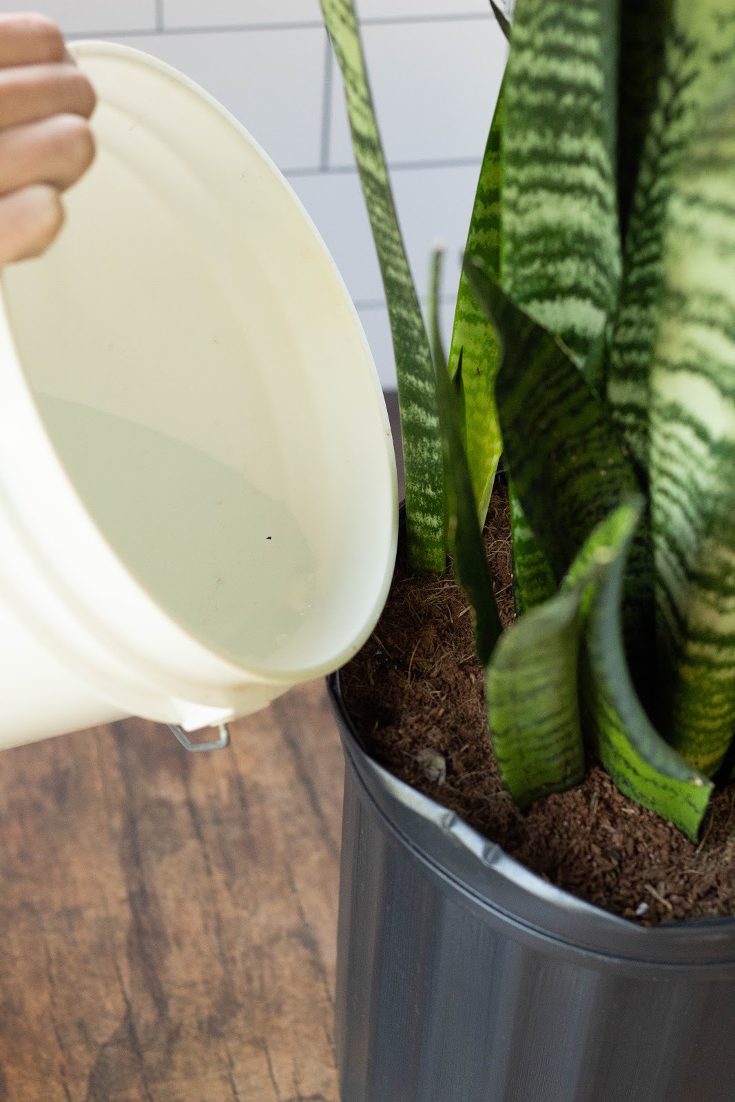 How to Fertilize Snake Plant