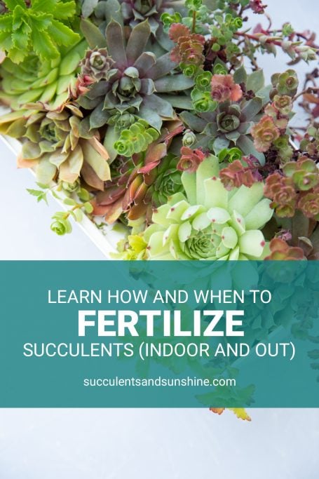 How to Fertilize Succulents