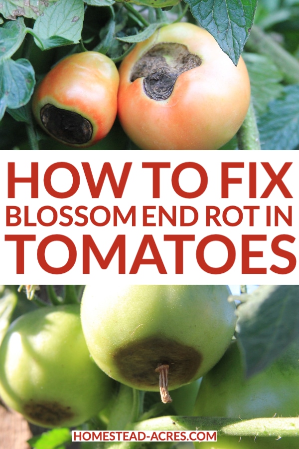 How to Fix Blossom End Rot