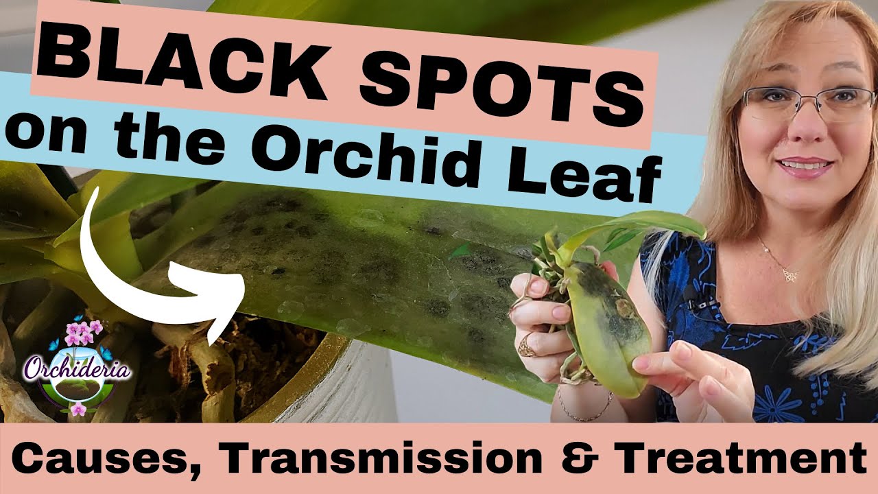 How to Fix Brown Spots on Orchid Leaves