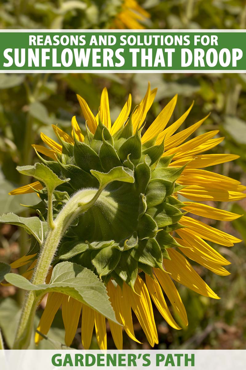 How to Fix Drooping Sunflowers in Vase