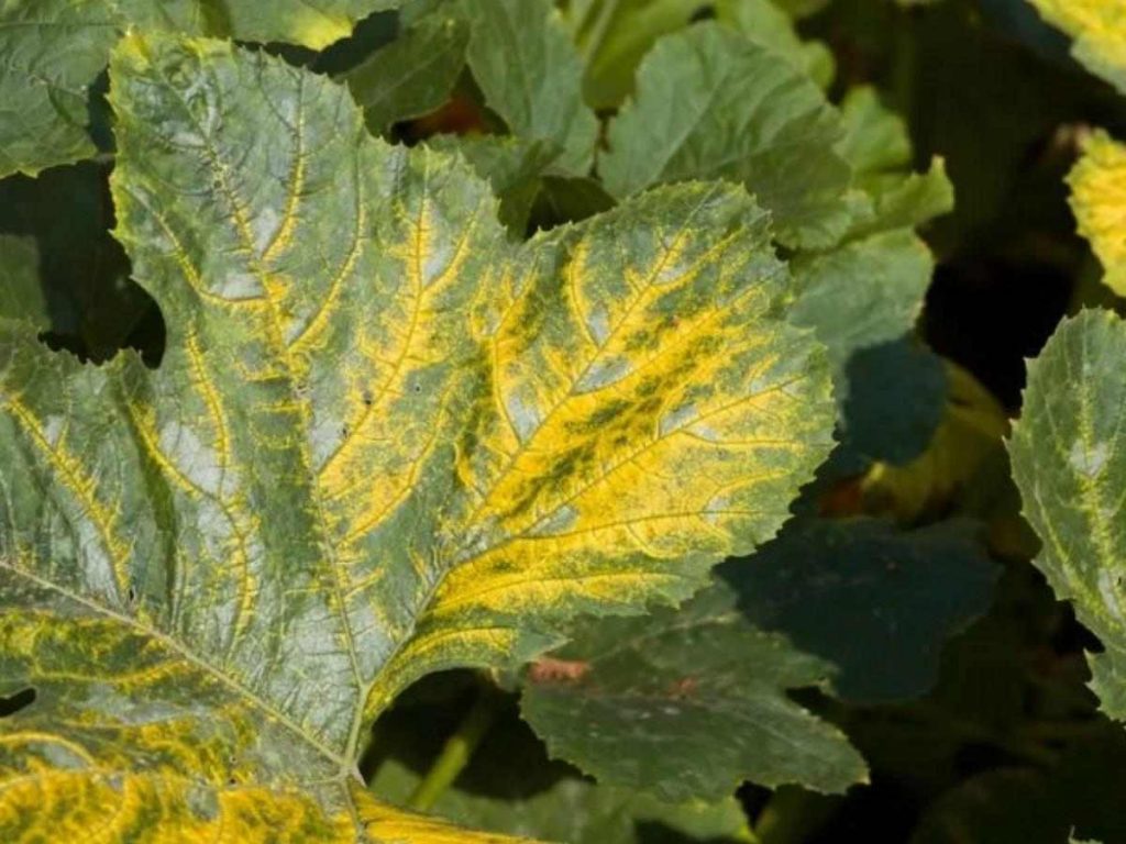 How to Fix Yellow Zucchini Leaves