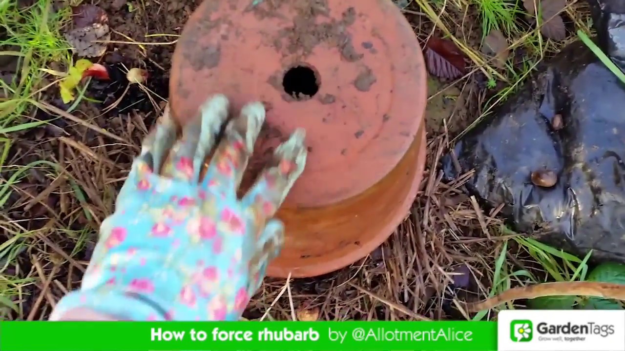 How to Force Rhubarb