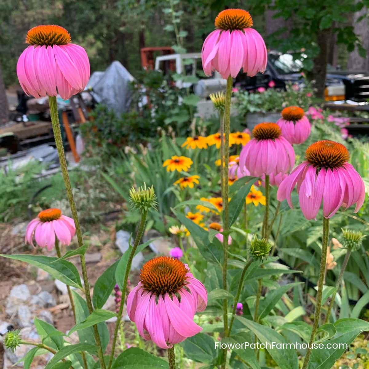 How to Germinate Echinacea Seeds