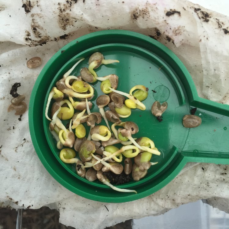 How to Germinate Lupine Seeds