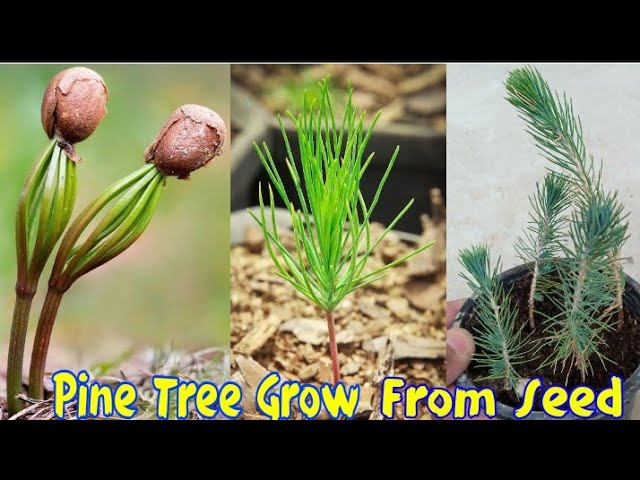 How to Germinate Pine Seeds