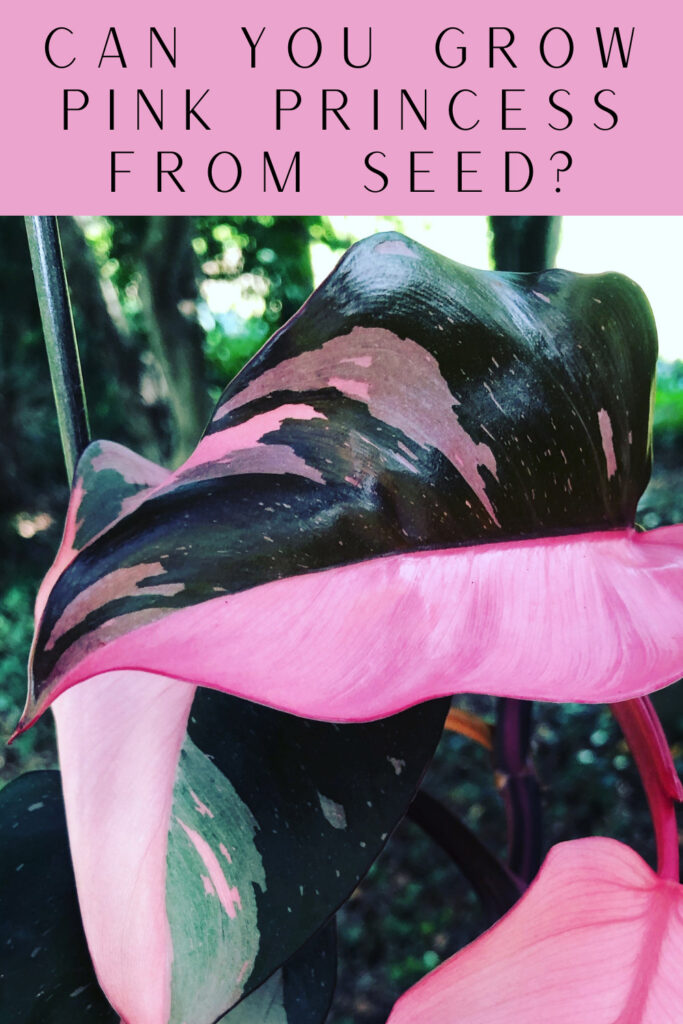 How to Germinate Pink Princess Seeds
