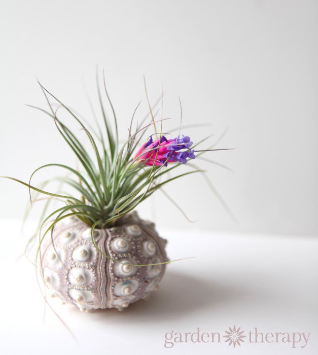 How to Get Air Plants to Bloom