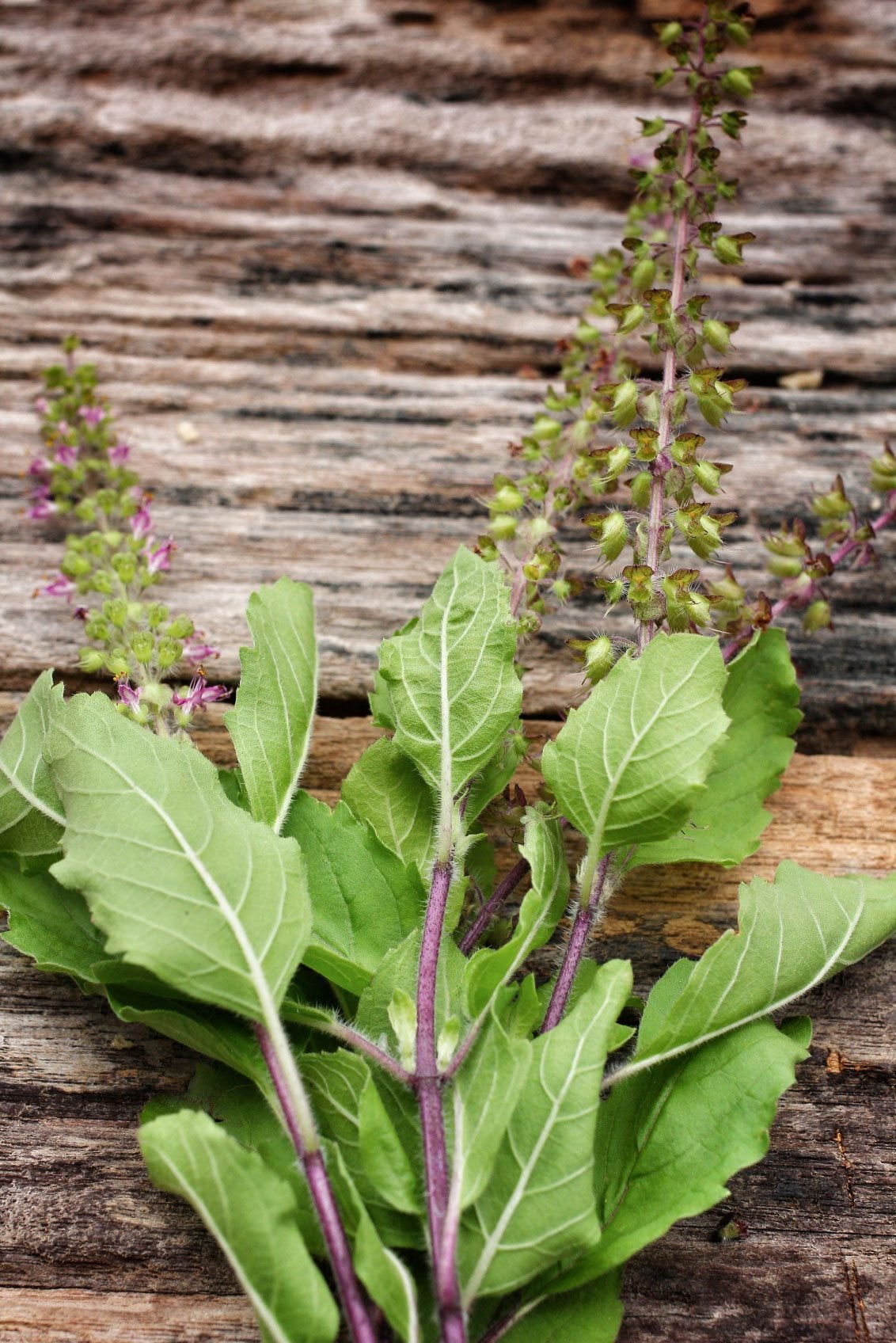 How to Get Basil Seeds from Plant