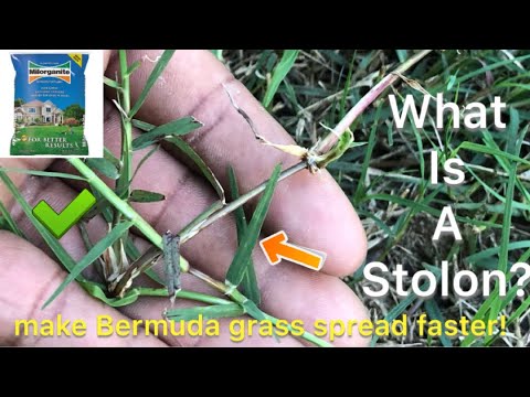 How to Get Bermuda to Spread