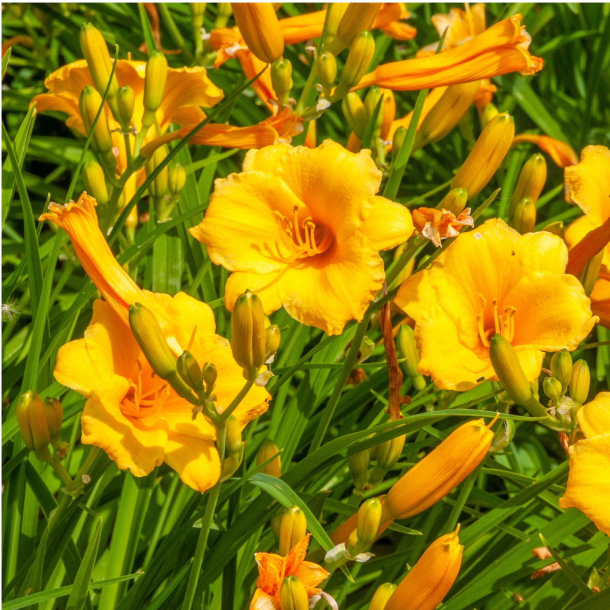 How to Get Daylilies to Rebloom