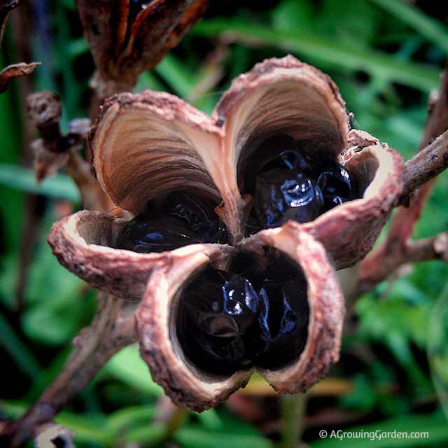 How to Get Daylily Seeds