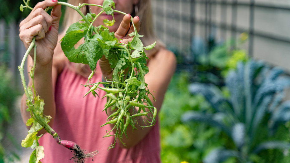 How to Get Radish Seeds