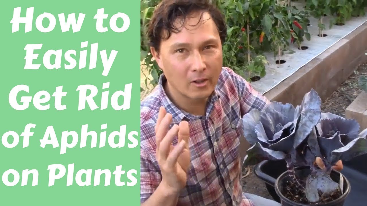 How to Get Rid of Aphids on Kale
