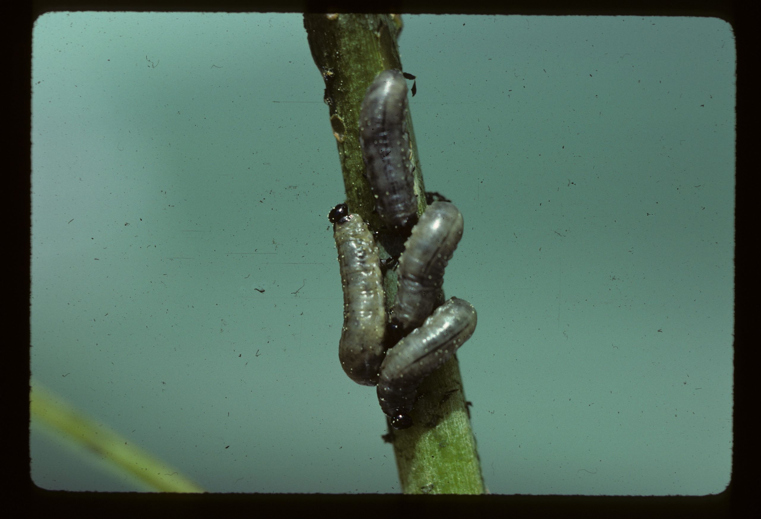 How to Get Rid of Asparagus Beetles Naturally