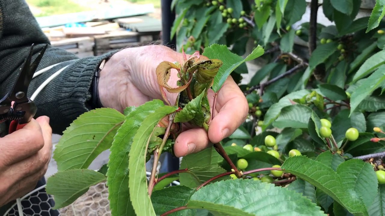 How to Get Rid of Black Aphids on Cherry Tree