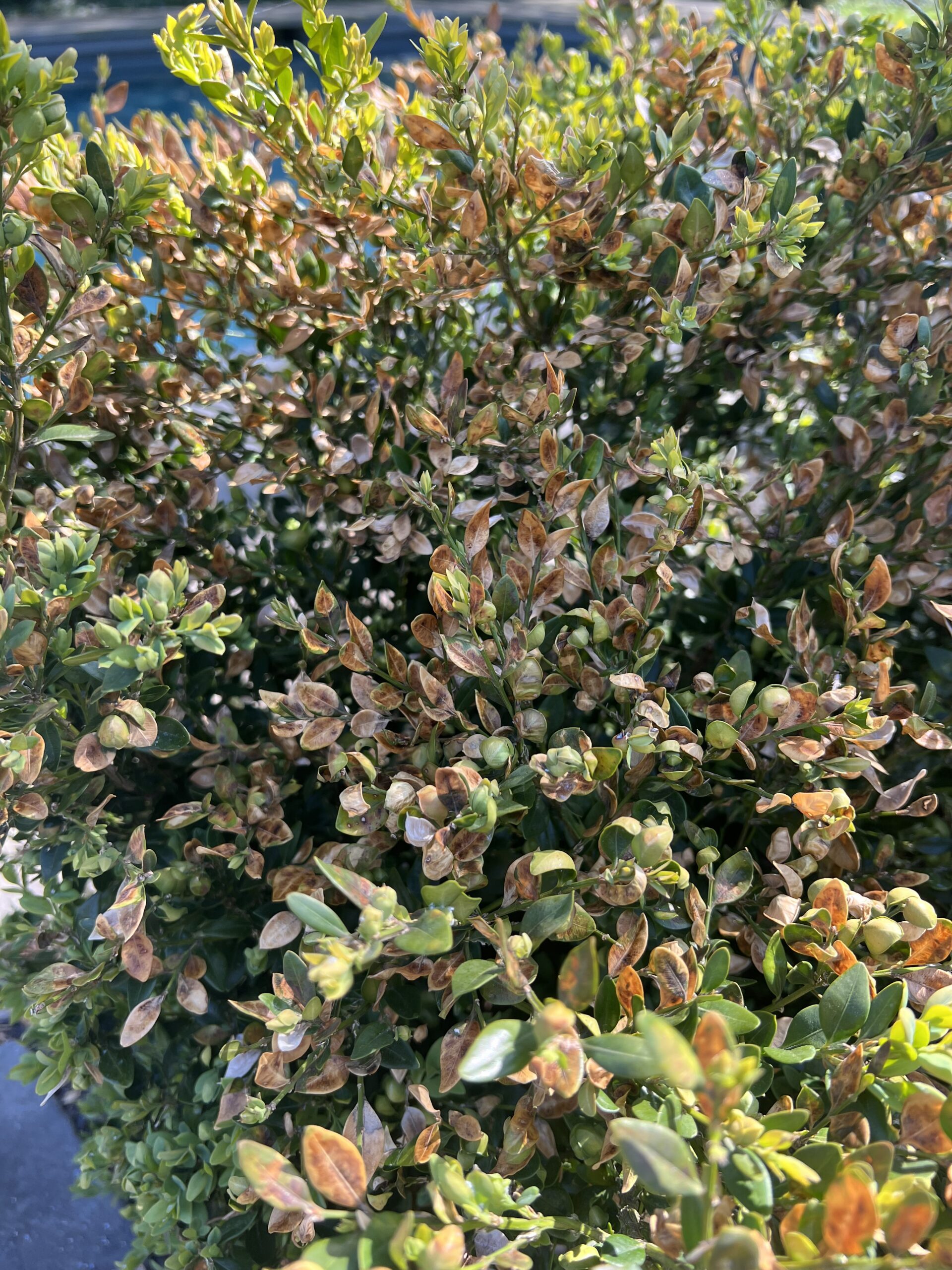 How to Get Rid of Boxwood Leafminer