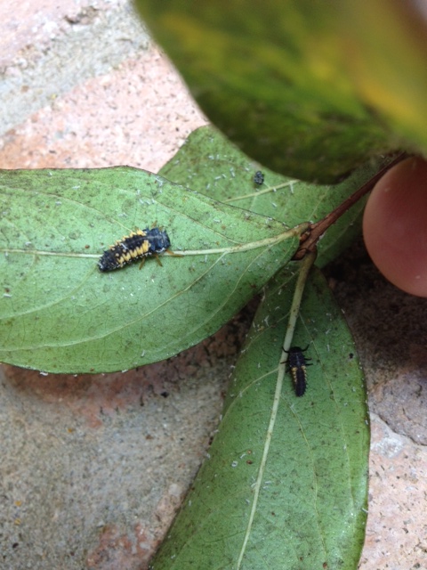 How to Get Rid of Bugs on Crepe Myrtle