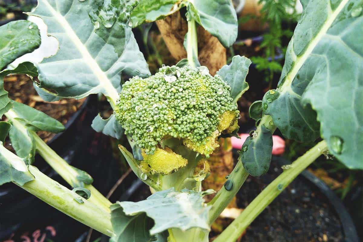 How to Get Rid of Caterpillars on Broccoli Plants