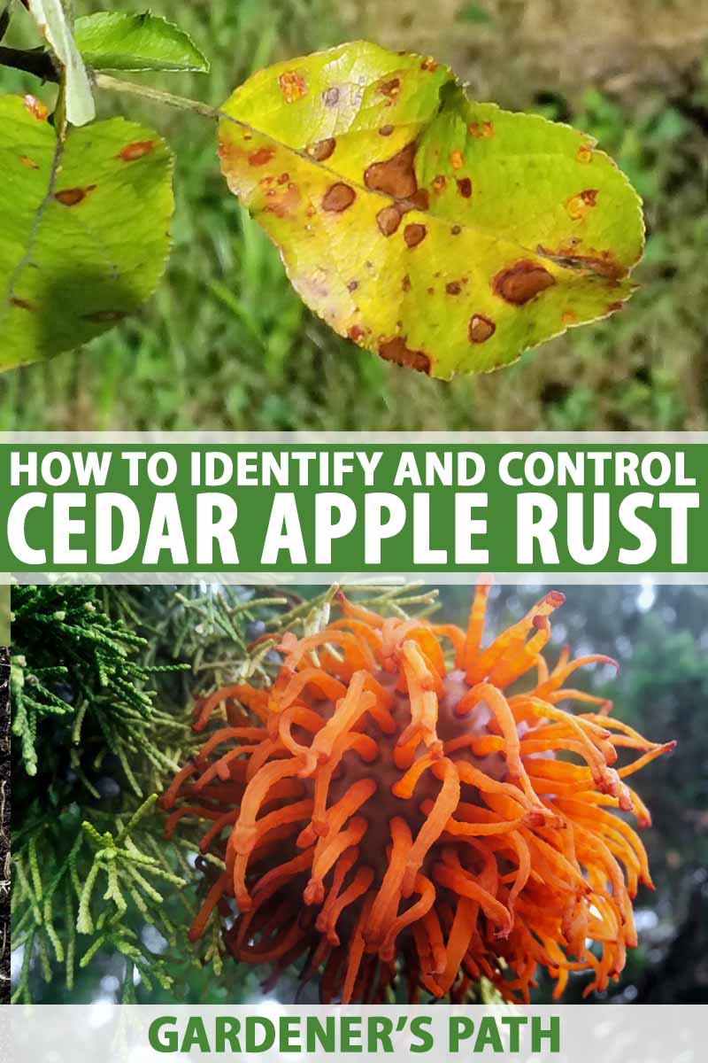 How to Get Rid of Cedar Apple Rust