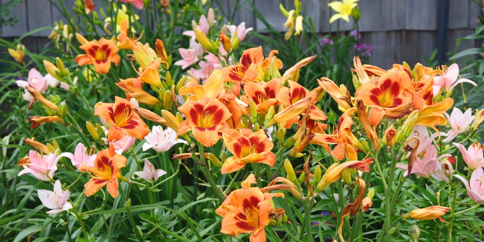 How to Get Rid of Daylilies