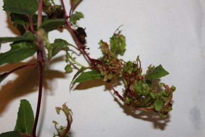 How to Get Rid of Gall Mites from Plant