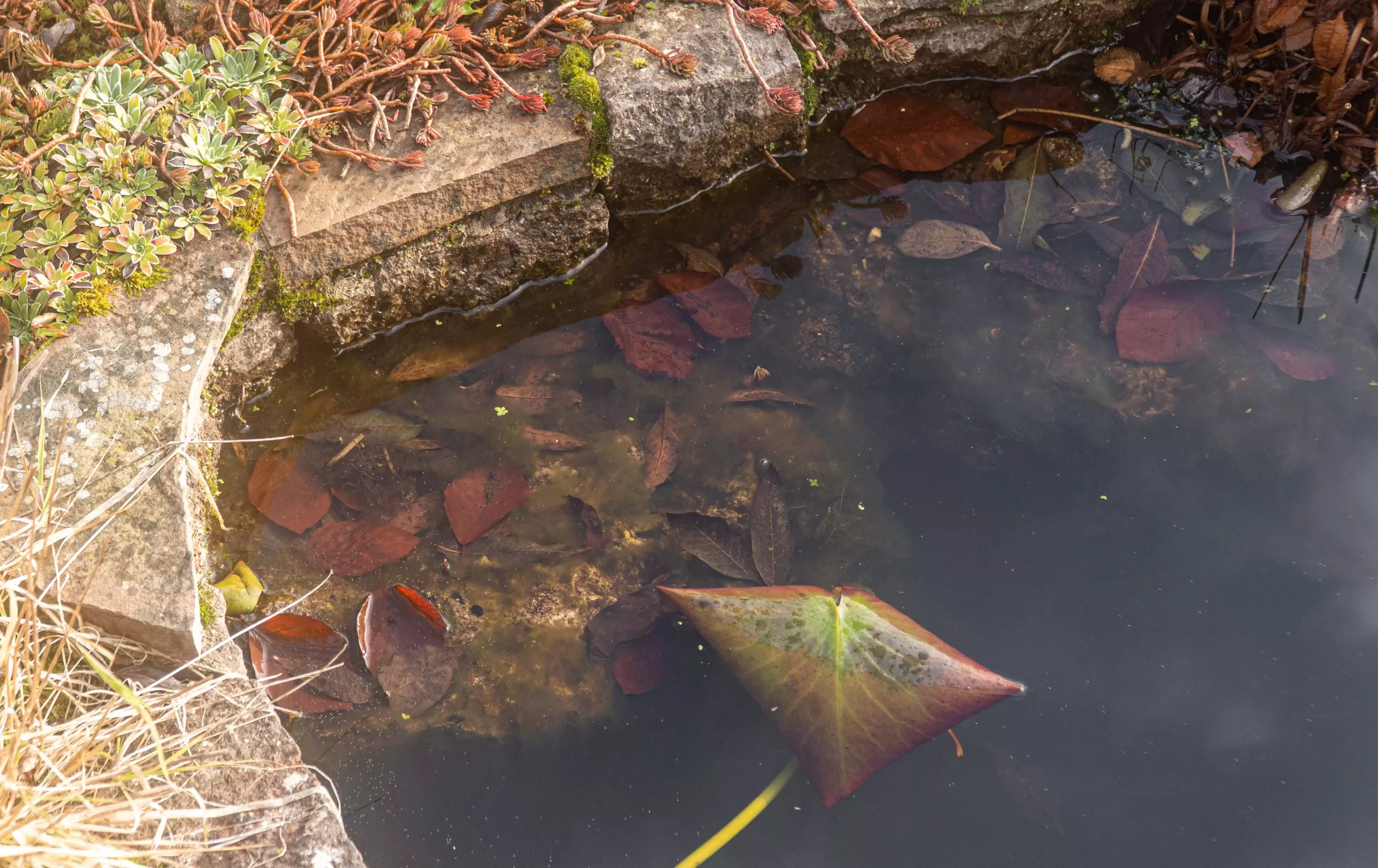 How to Get Rid of Garden Pond Sludge