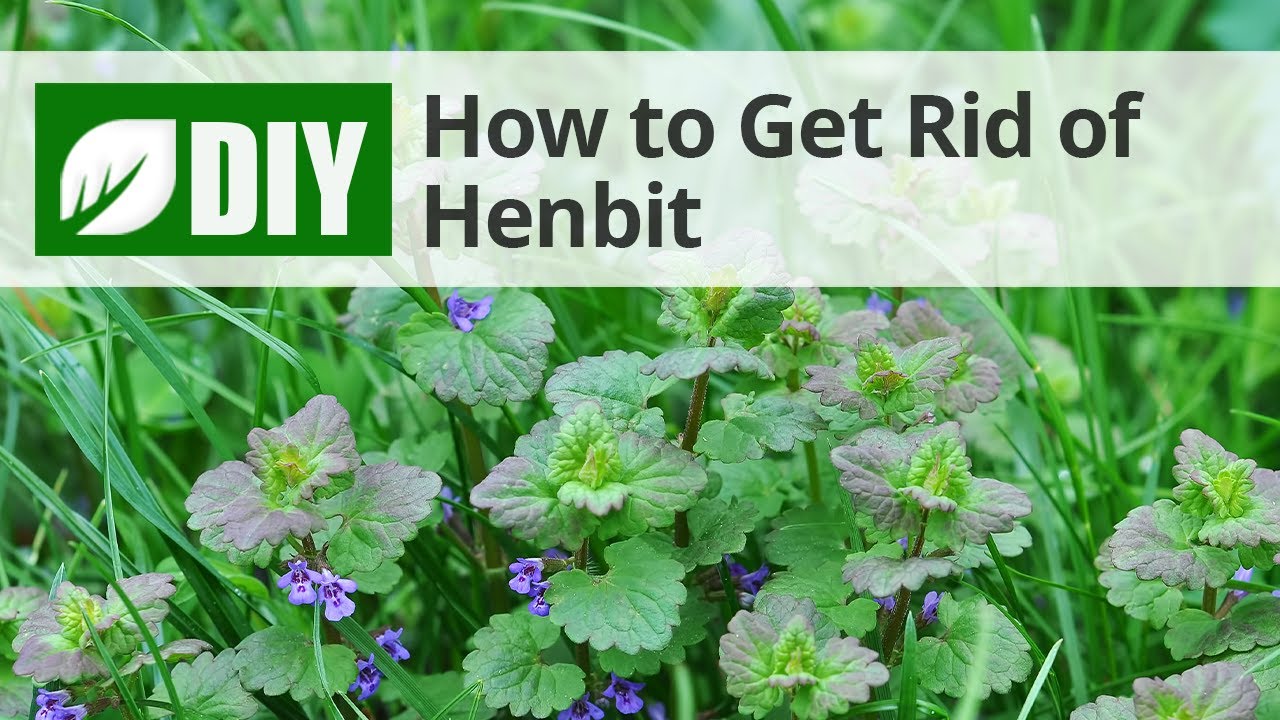How to Get Rid of Henbit After It Flowers