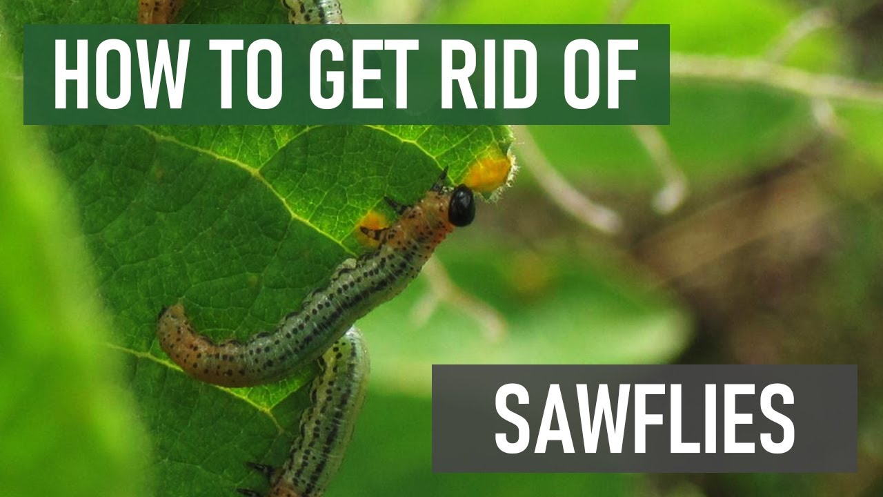 How to Get Rid of Hibiscus Sawfly