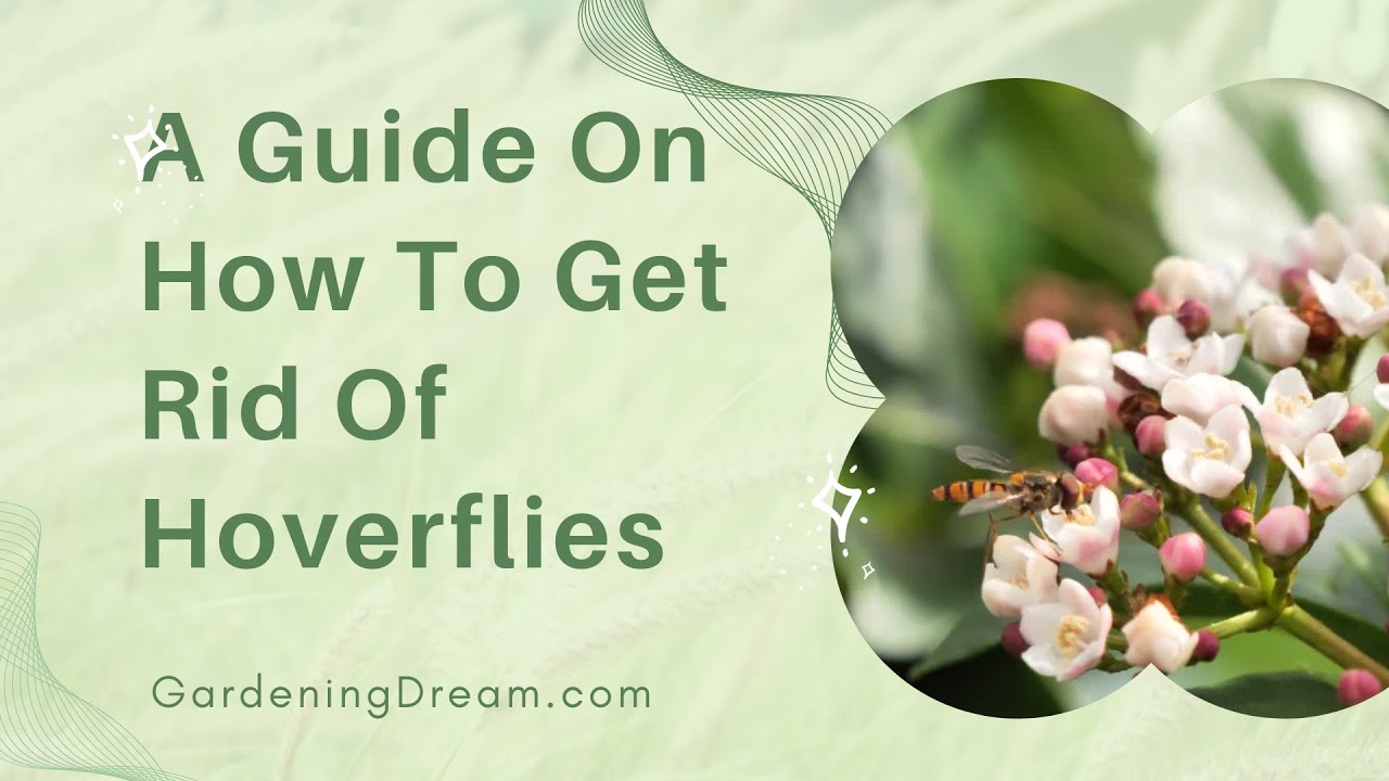 How to Get Rid of Hoverflies in the Garden